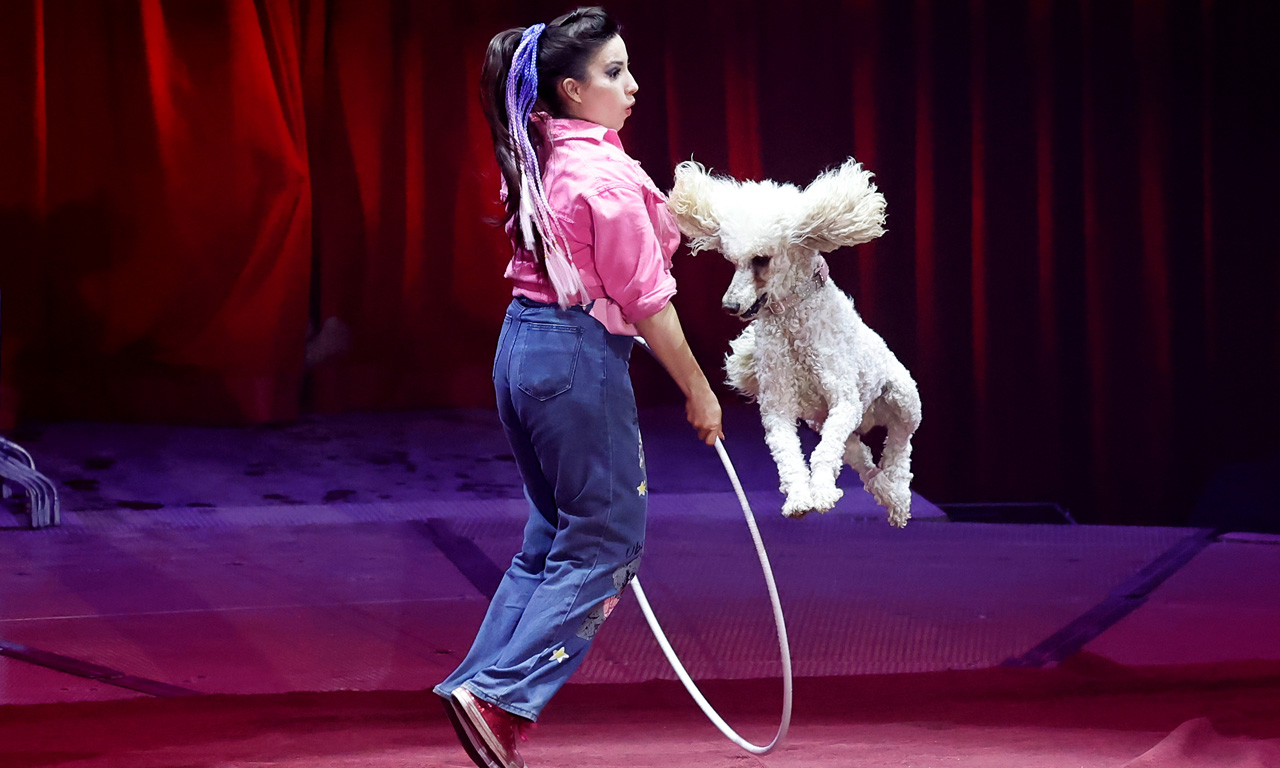 Gutschein: Zirkus Charles Knie