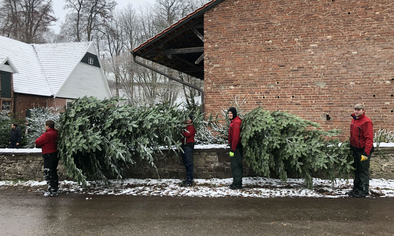 Weihnachtsbäume bei Till Moerkerk Weihnachtsbaumkulturen