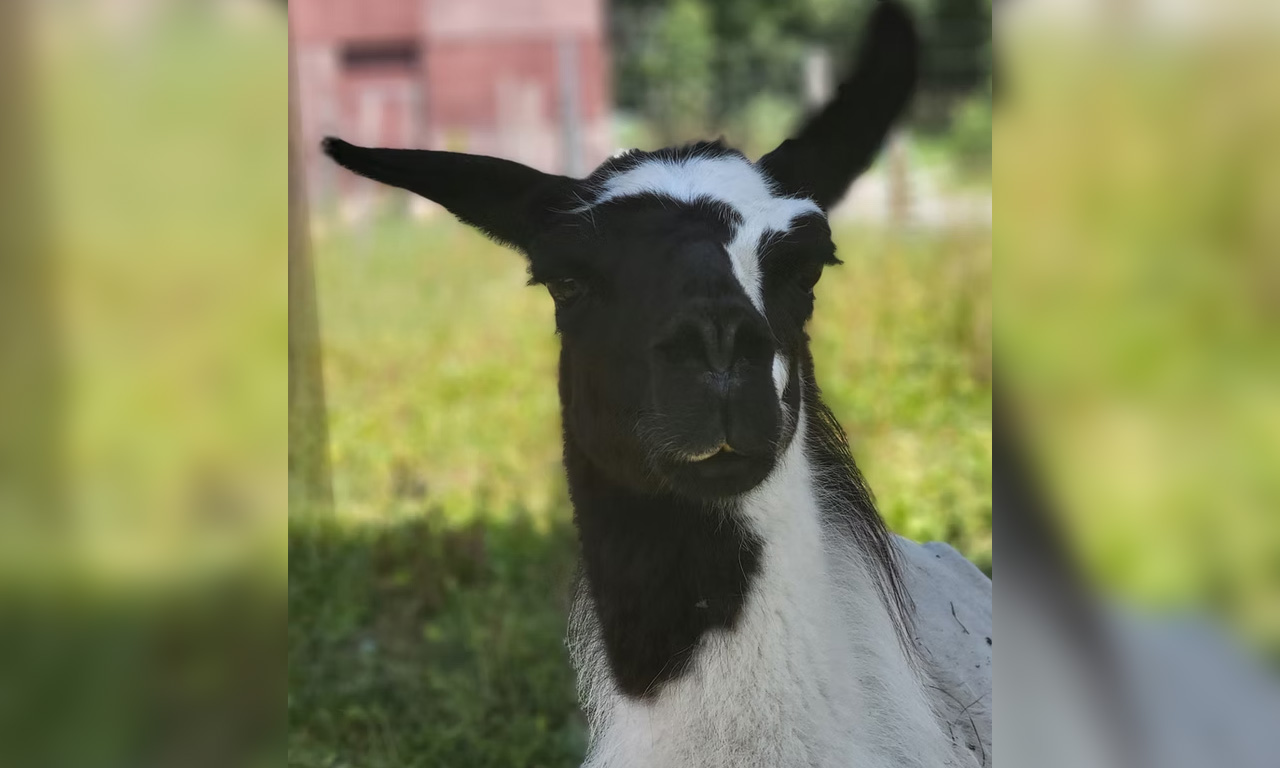 Lindas Lamas - Lama Vuvuzela von Sylt