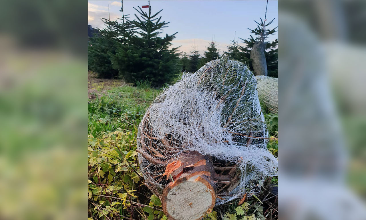 Weihnachtsbaum im Netz bei Till Moerkerk Weihnachtsbaumkulturen