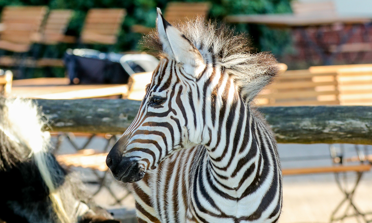 Tierpark Ströhen - Zebra