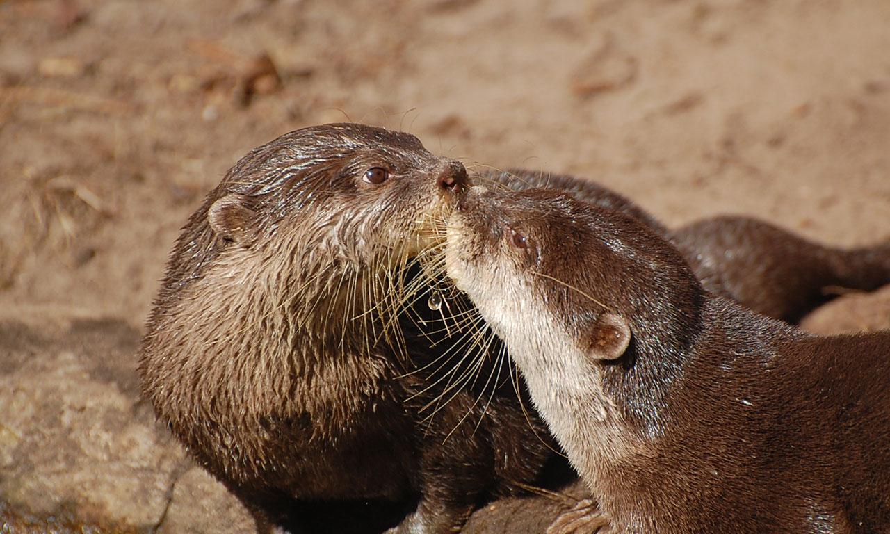 Otter im Tierpark Ströhen