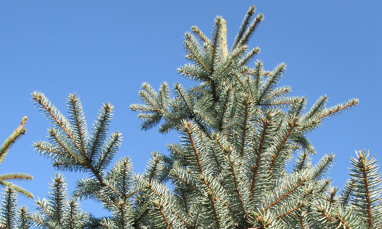 Weihnachtsbaum vor blauem Himmel bei Till Moerkerk Weihnachtsbaumkulturen