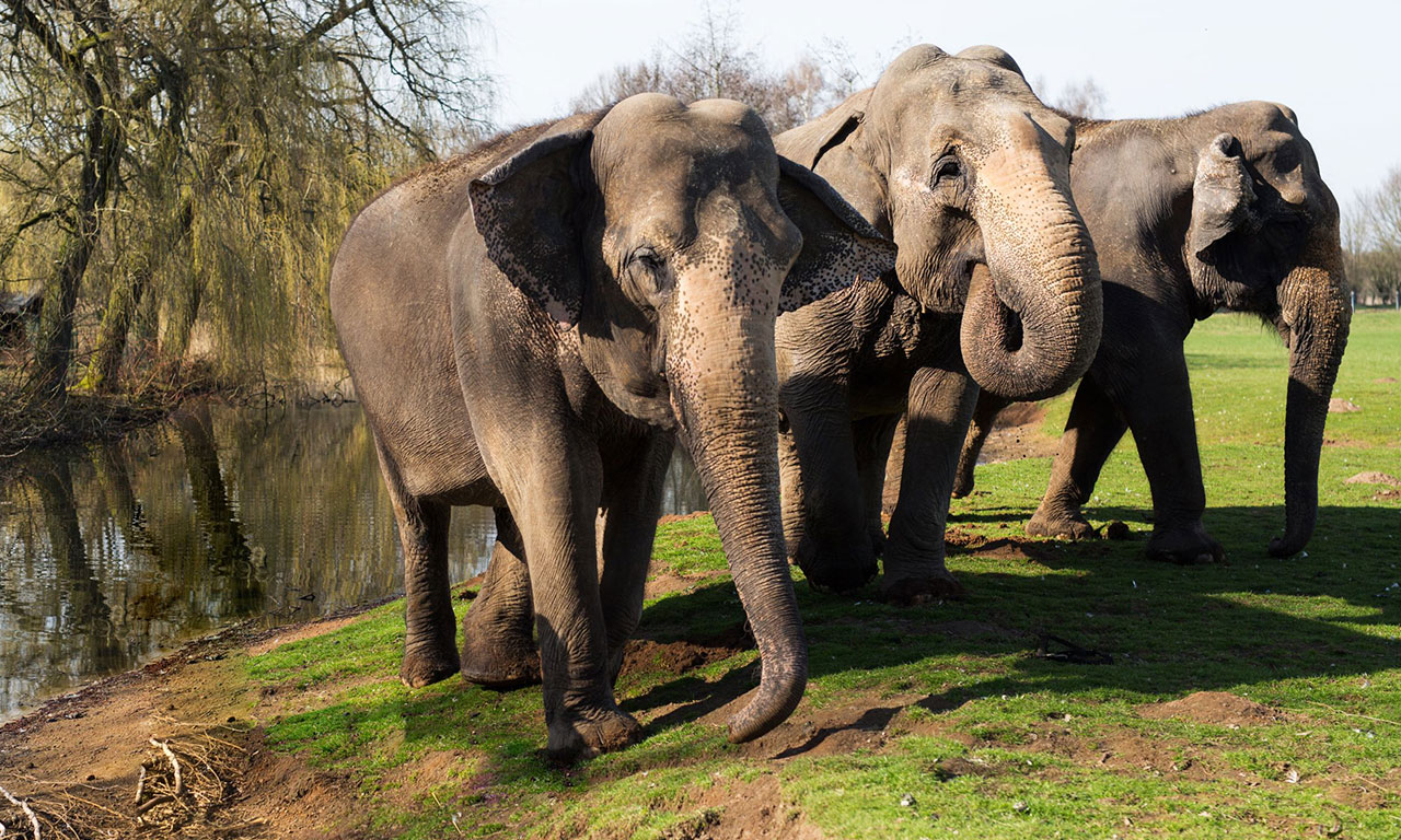 Elefanten im Tierpark Ströhen