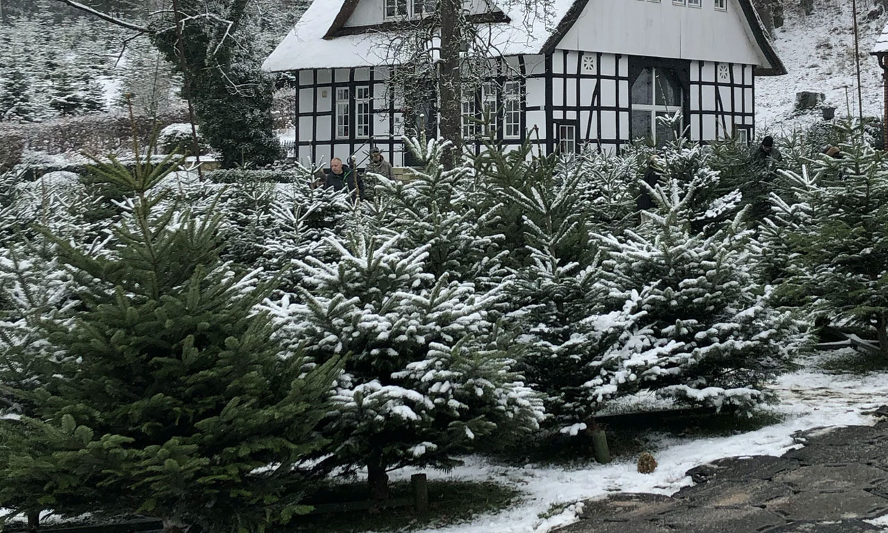 Weihnachtsbäume bei Till Moerkerk Weihnachtsbaumkulturen