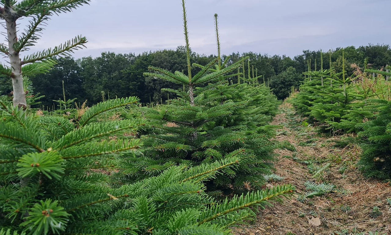 Weihnachtsbäume auf einem Feld bei Till Moerkerk Weihnachtsbaumkulturen