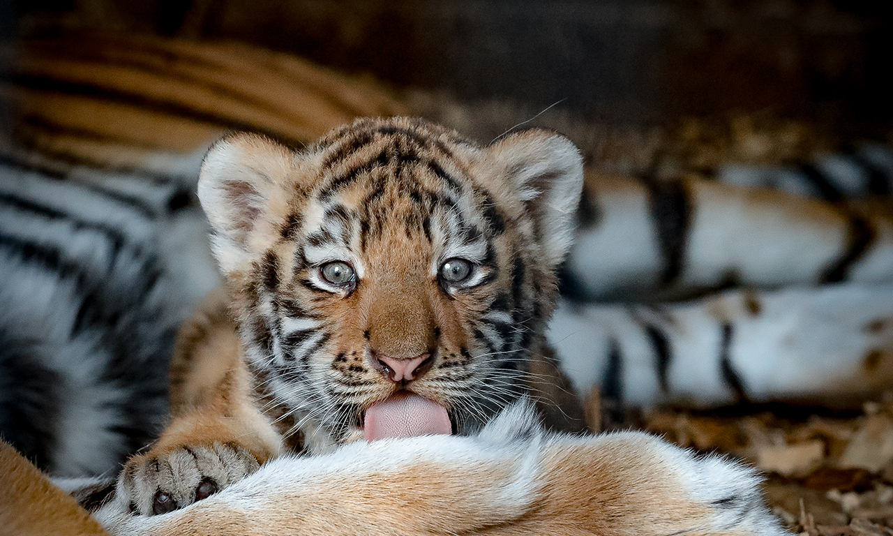 Gutschein: Familientageskarte Tierpark Ströhen – der Entdeckerzoo