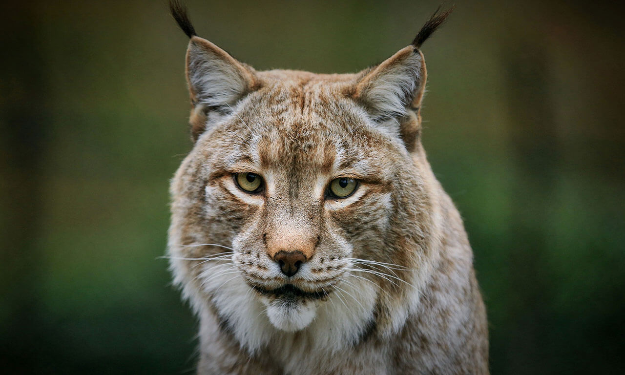 Luchs im Tierpark Ströhen