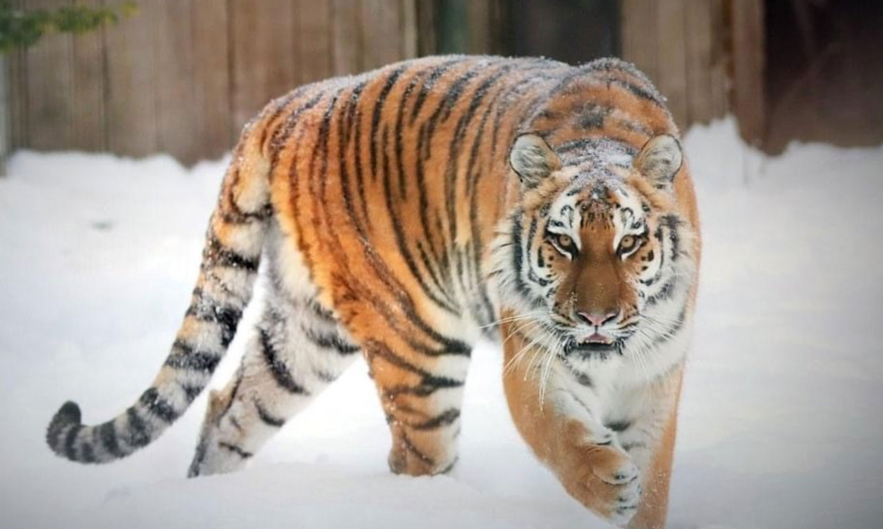 Tierpark Ströhen - Tiger